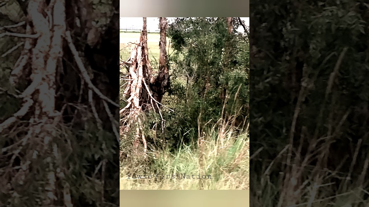 Luvin the life Dooligah has💜