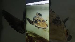 Freshwater Predatory Fish Is The Chana Fish