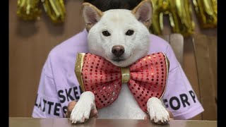 誕生日会で僕が主役だと主張する柴犬がメッチャ可愛かった！