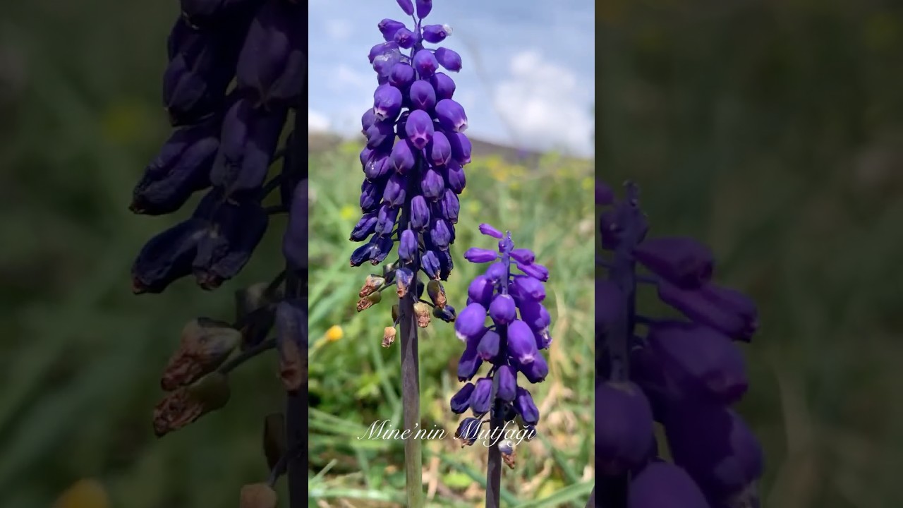 Arap Sümbülü yağı 📌 #keşfet #pratiktarifler #tarif #yemektarifleri #muscari