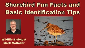 Shorebird Fun Facts and Basic Identification Tips