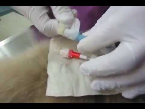 Mvi 5603 X264 犬の血液透析用カテーテルの管理 1 Youtube Mvi 5603 X264 犬の血液透析用カテーテルの管理 1 Youtube