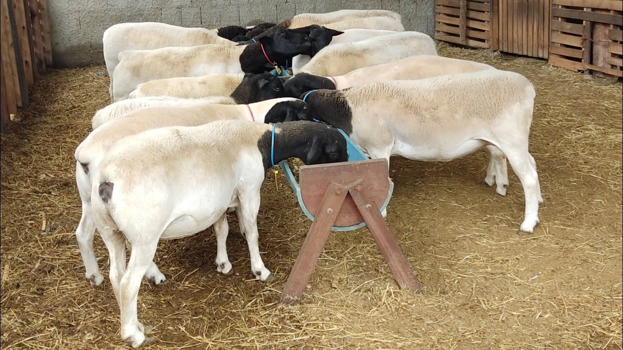 Dia 02/03/2026 muita chuva na minha região graças a Deus 🙏🏻 agora tem ração pros animais.👆🏻🐑💥✅