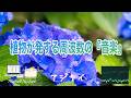 【浄化・癒し・神秘・知性・調和・感情の受容・内なる美・サードアイ・喉・528Hz】梅雨に彩る『青いアジサイ』の『音の風水』♪Part 89)