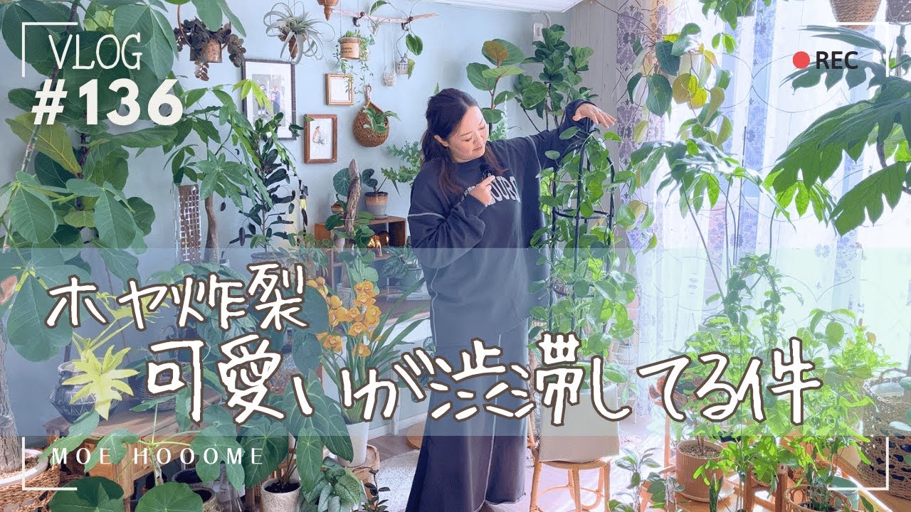 【お気に入りホヤ特集】目かっぽじれ！可愛いが渋滞してる件（Vlog/136）