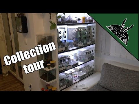 Full collection tour | "TARANTULA ROOM"