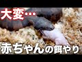 蛇の赤ちゃんの餌やりが大変すぎる