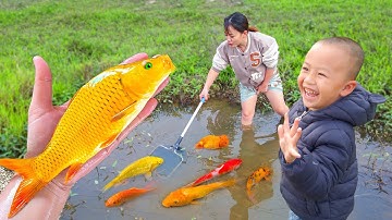 Bắt cá cảnh vàng lạ mắt trong ao nhỏ bỏ hoang đầy màu sắc, Cá bảy màu cỏ, Cá rồng #cávàng #concá