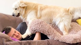 What does a Golden Retriever do when I use his Bed as a Blanket