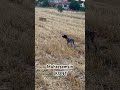 #avcılar #hunting #harehunting #köpek #keklikavı #animals #tavşanavı #puppy #automobile #kurzhaar
