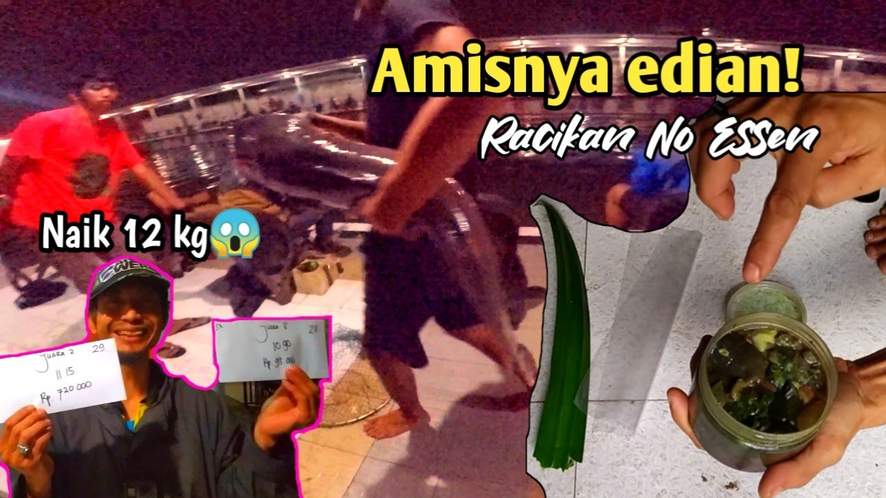 Naik 12kg 😱Cara mengolah telur lele tanpa Essen dan trik mancingnya. Umpan lele galatama