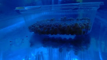 Rolland Warner Campus Salmon in the classroom live