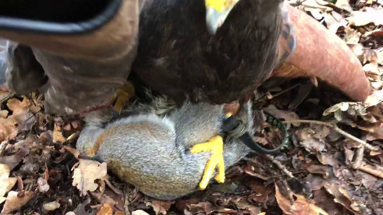 Harris Hawk hunting squirrel in the tree tops. - YouTube