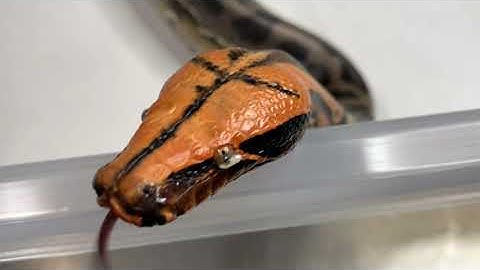 Removing stuck eye caps on my orange head curtus