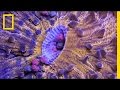 Analyzing Musical Video Sections