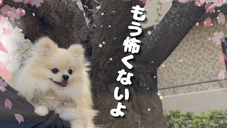 これでも成長したんよ？🐶桜とお散歩と、のあの成長 - YouTube
