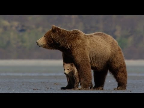 Disneynature's Bears - Official Trailer