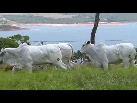 LOTE 66   PEDIATRA FIV DA SABIÁ   SAB C6795    PANORAMA FIV DA SABIÁ   SAB C6717    PIRVANA DA SABIÁ