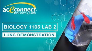 Biology 1105 Lab 2 || Lung Demonstration