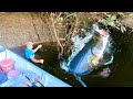 400 LB MONSTER is STUCK IN A TREE!! (INSANE)
