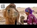 蒙古国住帐篷靠养骆驼打狼生活的人们