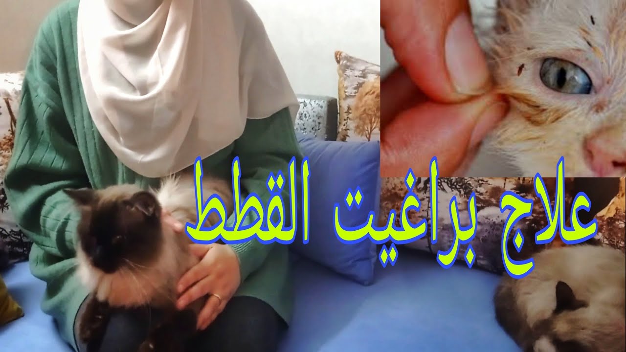العلاج النهائي وفعال لتخلص من البراغيت والحشرات الموجودة في  القطط👌👍