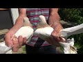 Tauben / Pigeons / Mои голуби/ ..гоняю голубей 6 / 08.07.2018