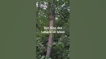 Thumbnail of Der Sinn des Lebens ist leben. #techno #zitate #music #nature #mystic #woods #musik #natur