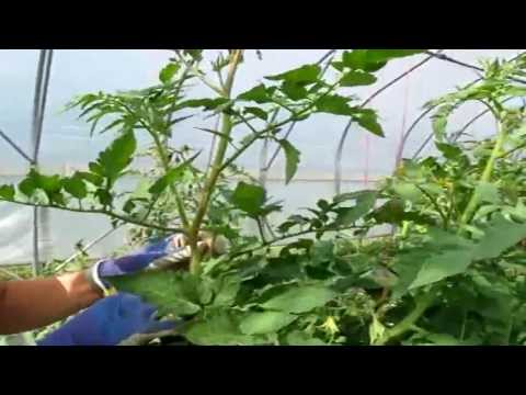 Vídeo: Tomate Plant Suckers: O que são otários em uma planta de tomate