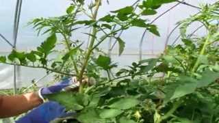 How to Prune or Sucker Tomato Plants