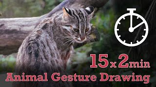 Animal Drawing References #119 - 15x2min poses - Leopard Cat by Animal Drawing References 50 views 2 weeks ago 31 minutes