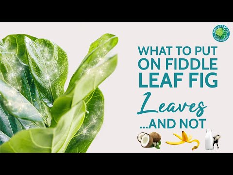 How to Make Your Fiddle Leaf Fig Leaves Really Shiny! | Fiddle Leaf Fig Plant Resource Center