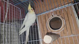 Cockatiel parrot Enjoy ||Cockatiel Breeding pair ||vip parrot video ##viralvideo #video ##viralvide