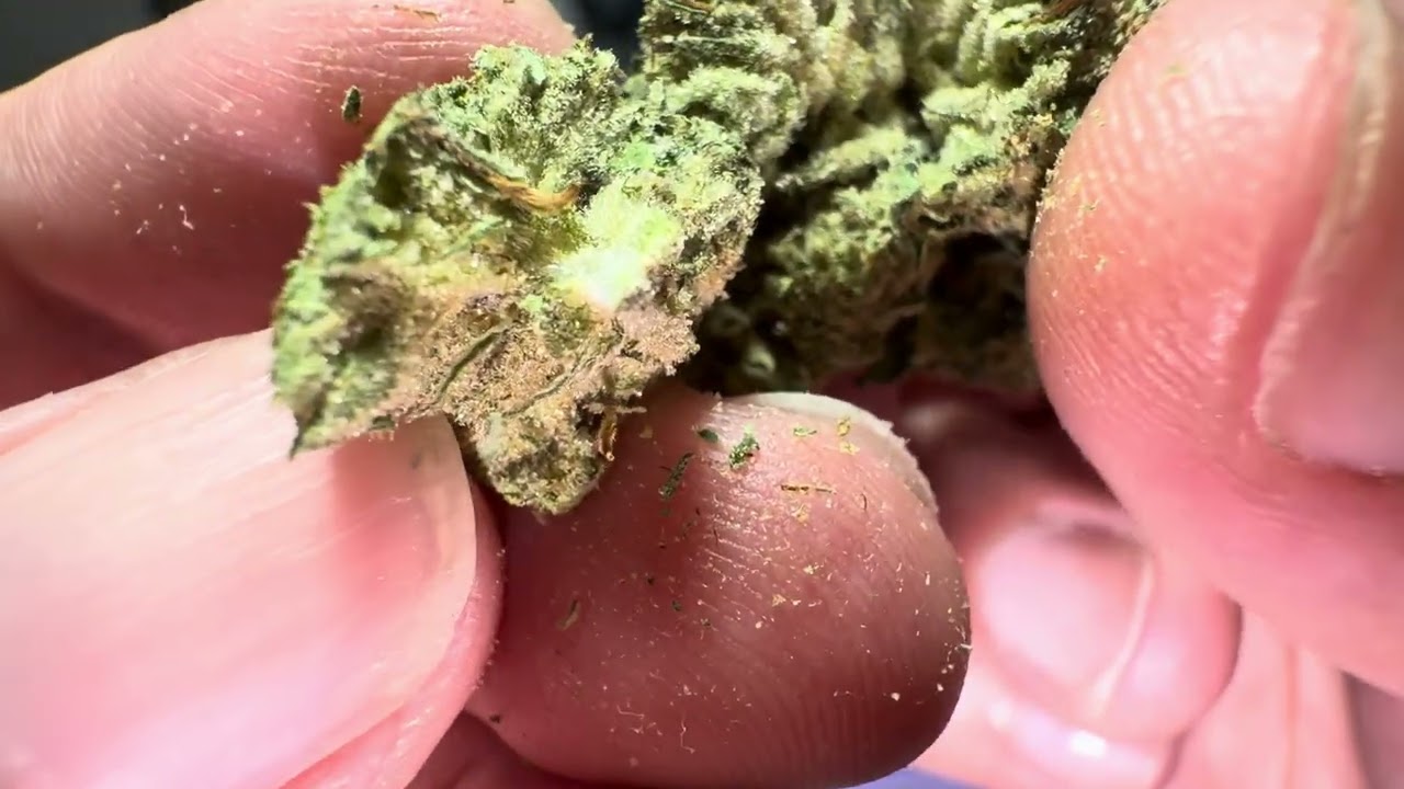 Revelry Hemp - Revelry Reserve Curelato THCA Flower