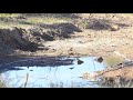 صيد الحسون في البركة المائية بالشبكة الأرضية.....Caza del Jilguero en el agua con red