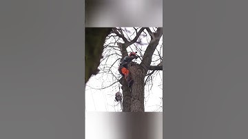 Tree removal made easy using basic speed line technique and Stihl
