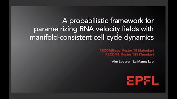 A Lederer. A probabilistic framework for parameterizing RNA velocity fields w/  cell cycle dynamics