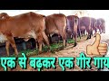 गीर गायों का शानदार सफल डेयरी फार्म