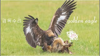 검독수리(Golden eagle) 1탄