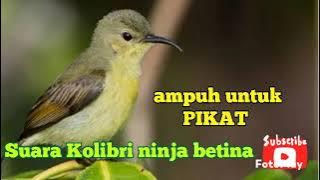 Suara Kolibri ninja betina // ampuh untuk pikat jantan #hobymanuk