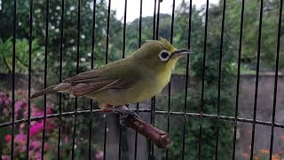 Pleci Lombok Gacor Ngejos Pagi Hari Pas Buat Masteran Burung Pleci Muda 98