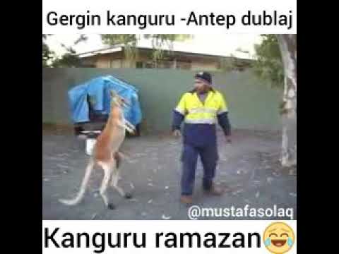 Kanguru ramazan