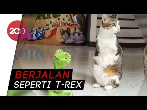 Video: 8 Pasang Kasut Pergelangan Kaki Dengan Tumit Kucing (!) Yang Selesa Untuk Penampilan Yang Elegan