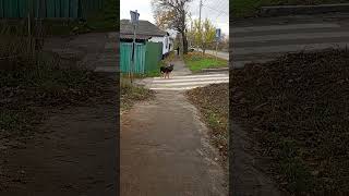 Овчарка Динка и проверка территории