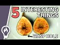 5 interesting things