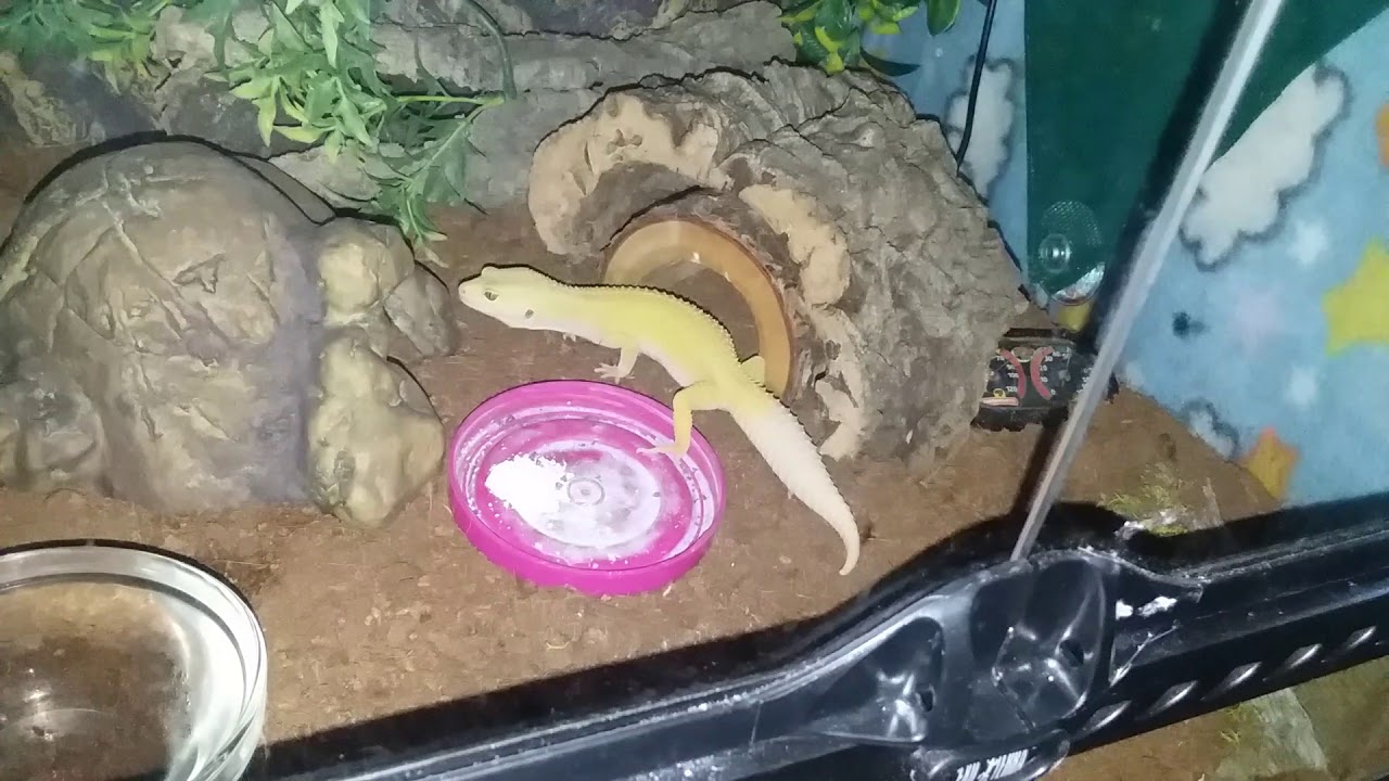 lizard skin grips My Leopard Gecko Ghost! (Week 13)