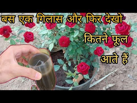 वीडियो: क्या आप नॉक आउट गुलाबों में खाद डालते हैं?