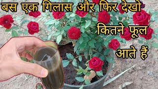 I guarantee you'll get countless roses using this. I can use it on all flowering plants. screenshot 4