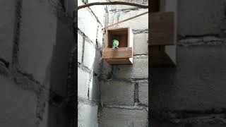 ternak burung cucak cungkok part 2