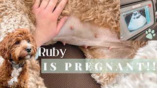 RUBY IS PREGNANT!!! | PUPPIES ARE COMING by Allie Hoth 1,341 views 1 year ago 8 minutes, 17 seconds